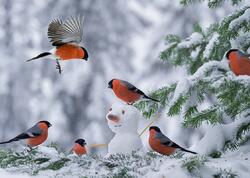 Azərbaycana qar yağır