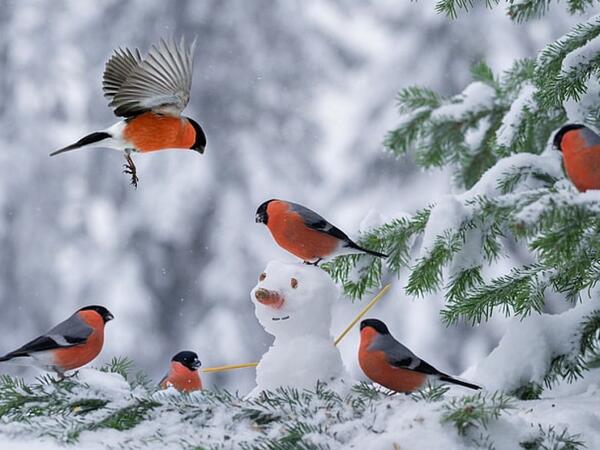 Azərbaycana qar yağır