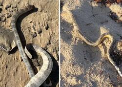 Qiyamət əlaməti - bir-bir sahilə çıxırlar - <span class="color_red">FOTO</span>