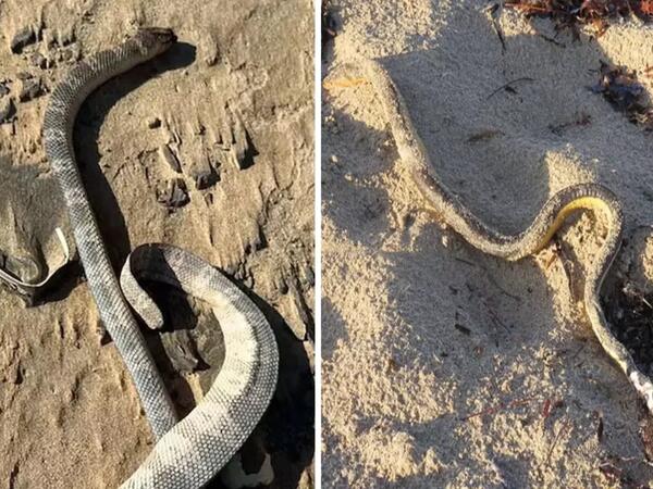 Qiyamət əlaməti - bir-bir sahilə çıxırlar - <span class="color_red">FOTO</span>