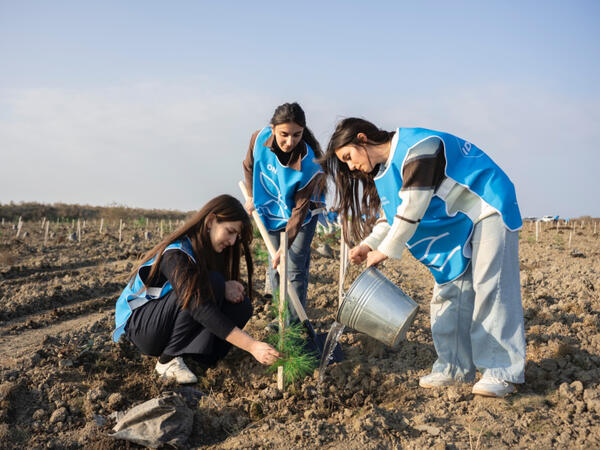 IDEA Xaçmaz və Şabranda növbəti ağacəkmə aksiyaları təşkil edib - FOTO