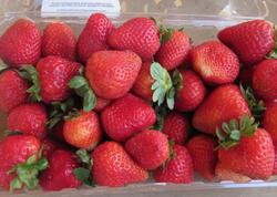 &quot;Yavaş-yavaş bizi öldürürlər&quot; - VİDEO