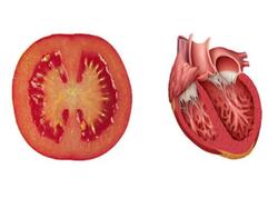 Orqanlara bənzəyən qidalar