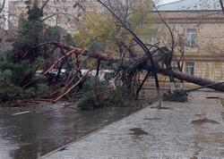 Bakının mərkəzində nəhəng ağac qəfil aşdı, yol bağlandı - VİDEO - FOTOlar