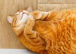 Pişik sahibini yanğından xilas etdi