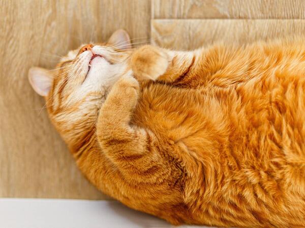 Pişik sahibini yanğından xilas etdi