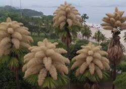 Ömründə yalnız bir dəfə çiçək açan ağac: 80 ildən bir baş verən möcüzə