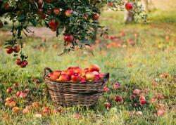 Azərbaycanın alma ixracı 14 ilin rekordunu qırdı