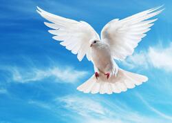 Göyərçin hara uçacağını necə bilir? - Alimlər qulağında görün nə tapdı