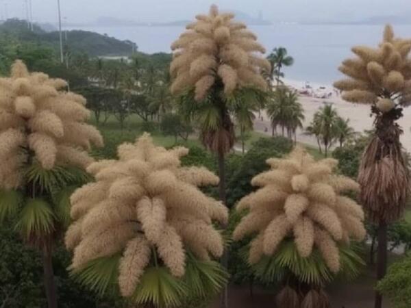 Ömründə yalnız bir dəfə çiçək açan ağac: 80 ildən bir baş verən möcüzə