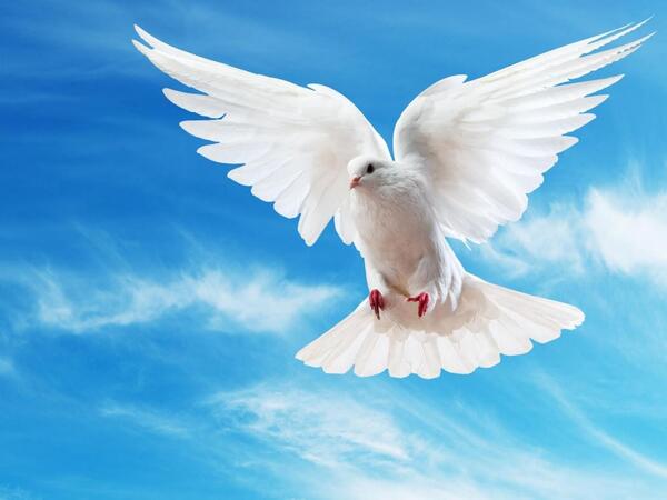 Göyərçin hara uçacağını necə bilir? - Alimlər qulağında görün nə tapdı