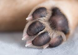 Yeni infeksiya yayılır - İtlərdən keçir