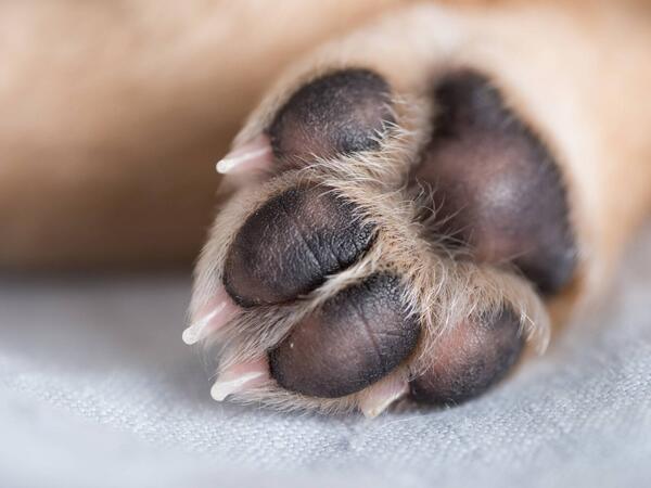 Yeni infeksiya yayılır - İtlərdən keçir