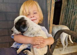 Balacalıqdan böyütdükləri pitbul 2 yaşındaki uşaqlarını öldürdü - FOTO