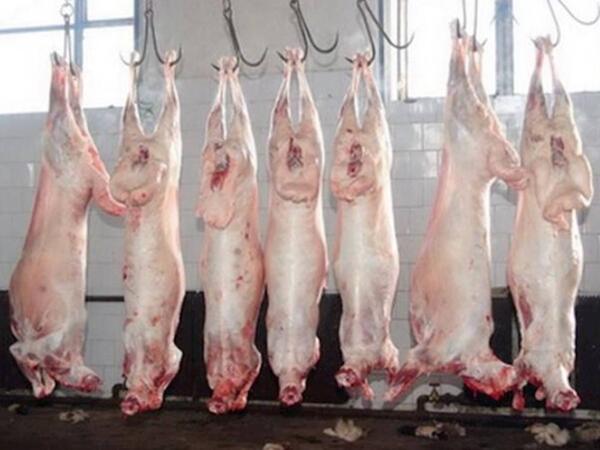 Monqol quzularının kəsilmə şəraiti - &quot;Ən çox restoranlar alır&quot; - VİDEO