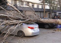 Bakıda irigövdəli ağac maşının üzərinə aşdı: Xəsarət alan var
