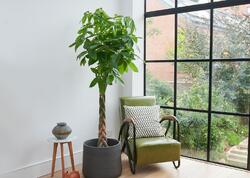 Otağın içində yetişdirilə bilən meyvə ağacları