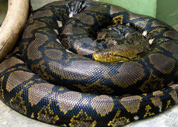 5 metrlik ilan şəhər mərkəzində PEYDA OLDU - <span class="color_red">VİDEO</span>