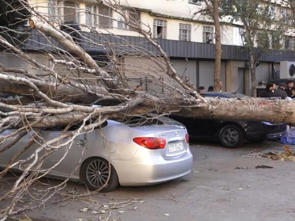 Bakıda irigövdəli ağac maşının üzərinə aşdı: Xəsarət alan var