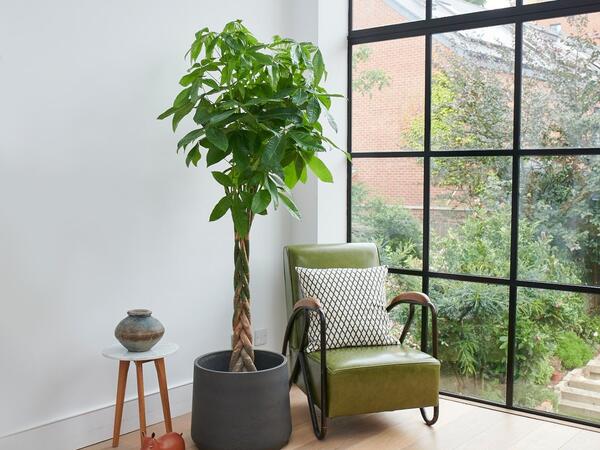 Otağın içində yetişdirilə bilən meyvə ağacları