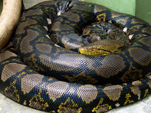 5 metrlik ilan şəhər mərkəzində PEYDA OLDU - <span class="color_red">VİDEO</span>