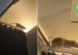 Təyyarəyə siçan girdi, uçuşu dayandırıb 36 saat onu axtardılar