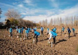 IDEA Sabirabad və Cəlilabad rayonlarında kütləvi ağacəkmə aksiyaları təşkil edib - <span class="color_red">FOTO</span>