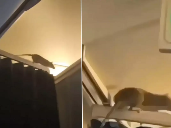 Təyyarəyə siçan girdi, uçuşu dayandırıb 36 saat onu axtardılar