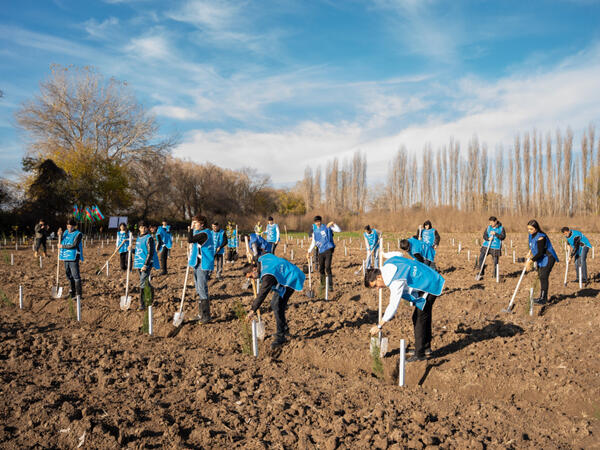 IDEA Sabirabad və Cəlilabad rayonlarında kütləvi ağacəkmə aksiyaları təşkil edib - <span class="color_red">FOTO</span>