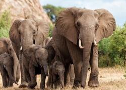 Hindistanda dəhşət: Fillər kəndlərə hücum etdi, ölənlər var