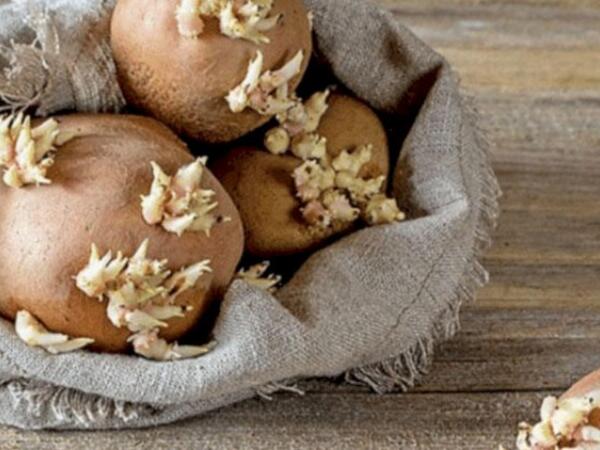 Kartof tez cücərir? - Bu üsullarla aylarla təzə saxlayın