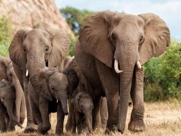 Hindistanda dəhşət: Fillər kəndlərə hücum etdi, ölənlər var