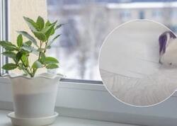 Plastik pəncərə altlığını ağardan vasitə