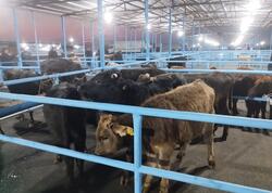 Bu bazar yenidən AÇILDI