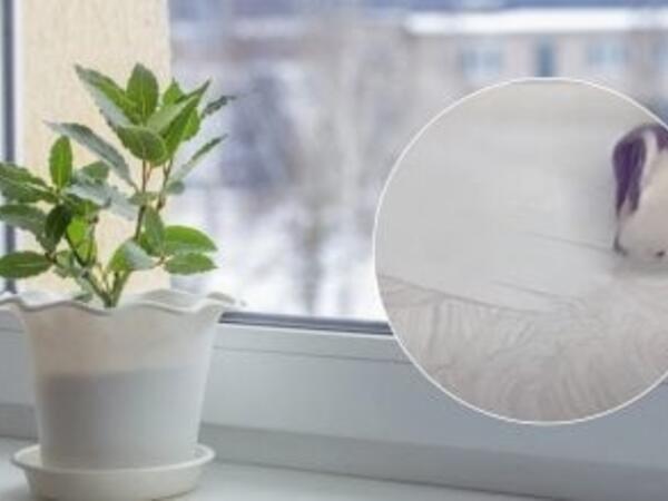 Plastik pəncərə altlığını ağardan vasitə