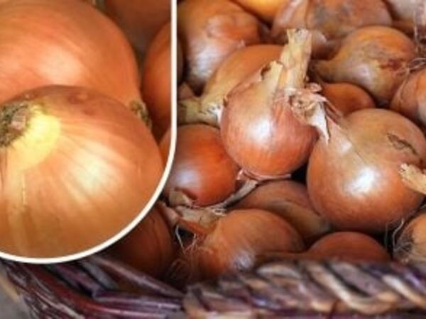 Soğanların yazadək cücərməməsi üçün sadə üsul