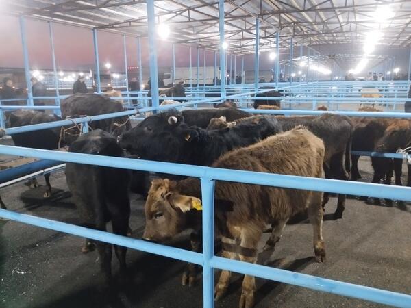 Bu bazar yenidən AÇILDI