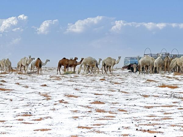 Səudiyyə Ərəbistanında ilk dəfə qar yağdı - 30 il sonra
