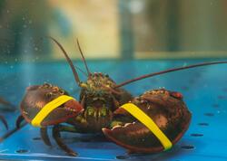 Lobsterləri diri qaynatmaq qadağan edildi