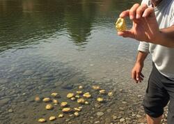 Dibi qızıl dolu çay tapıldı: İnsanlar bu bölgəyə axın edir