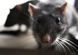 Təyyarəyə siçovul girdi, 36 saat AXTARDILAR - <span class="color_red">VİDEO</span>