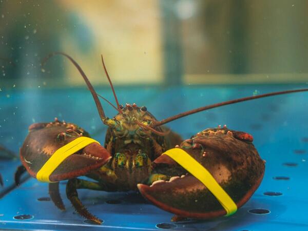 Lobsterləri diri qaynatmaq qadağan edildi