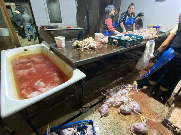 “Kənd toyuqları”nı bu vannalarda “istehsal edirmişlər” - <span class="color_red">FOTOlar</span>