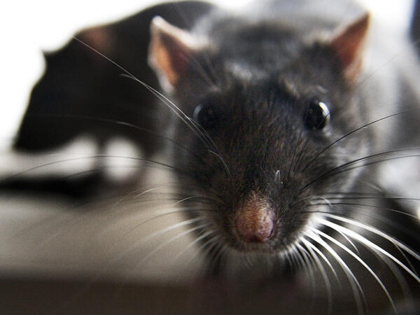 Təyyarəyə siçovul girdi, 36 saat AXTARDILAR - <span class="color_red">VİDEO</span>