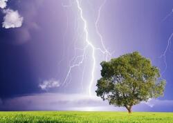 Evin hüzurunu qaçıran ağaclar: Mütəxəssislərdən ciddi xəbərdarlıq