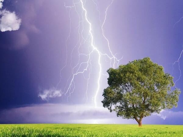 Evin hüzurunu qaçıran ağaclar: Mütəxəssislərdən ciddi xəbərdarlıq