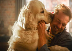 İt sahibi olmaq sağlamlığa faydalıdır