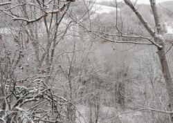 Ağdərəyə ilk qar yağdı - <span class="color_red">FOTO</span>