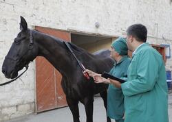 Azərbaycan atları Afrika xəstəliyindən azaddır – RƏSMİ