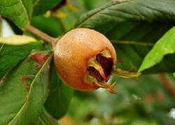 Kilosu 4 manatdır - Ürəyin "dostu"dur